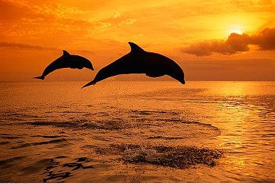 育碧多人户外运动游戏《极限国度》中文预告片